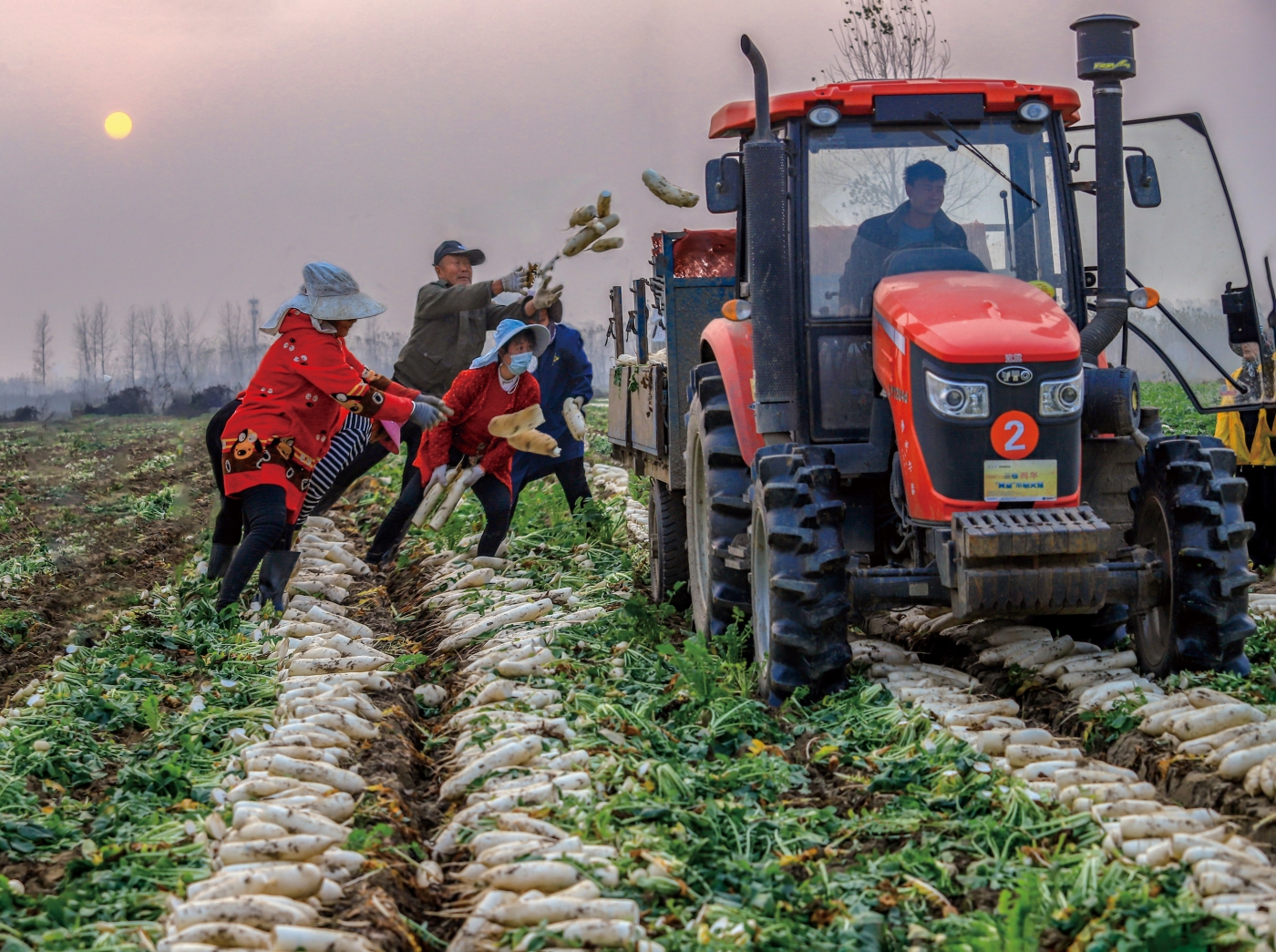 程慧兰《抢收萝卜》 程慧兰《抢收萝卜》