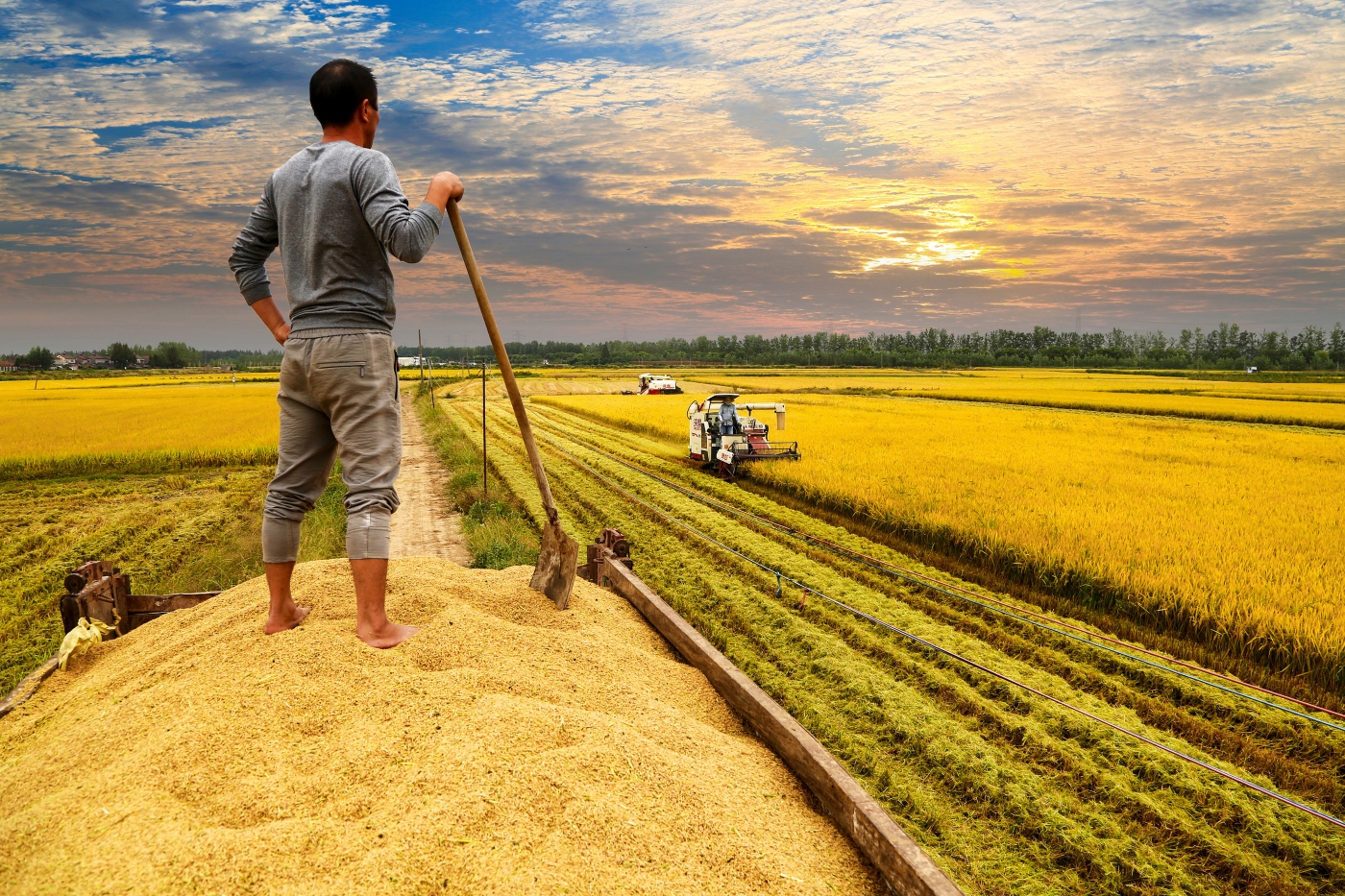 何定科《喜望丰收》 何定科《喜望丰收》