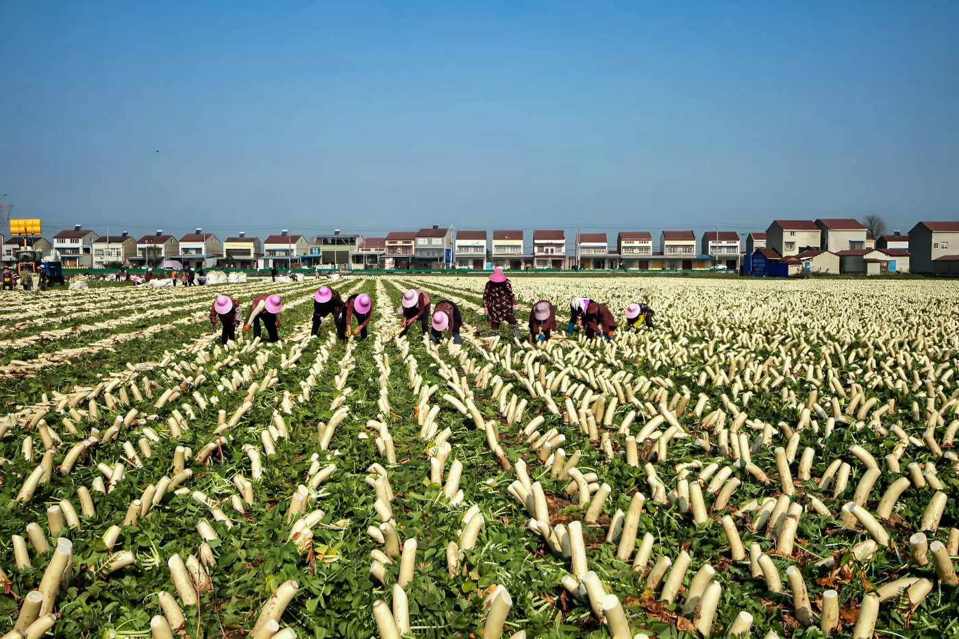 贺苍松《青垄萝卜香》 贺苍松《青垄萝卜香》