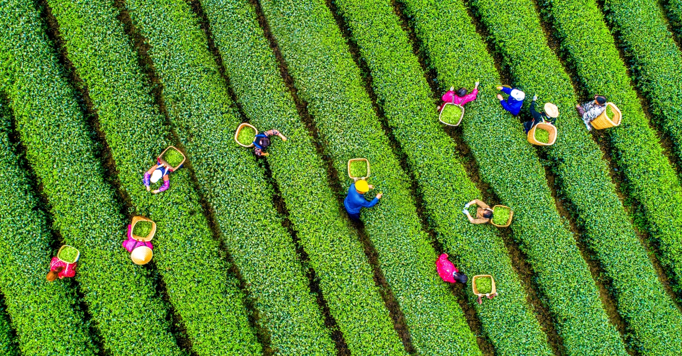 黄波《指尖上的春天》 黄波《指尖上的春天》