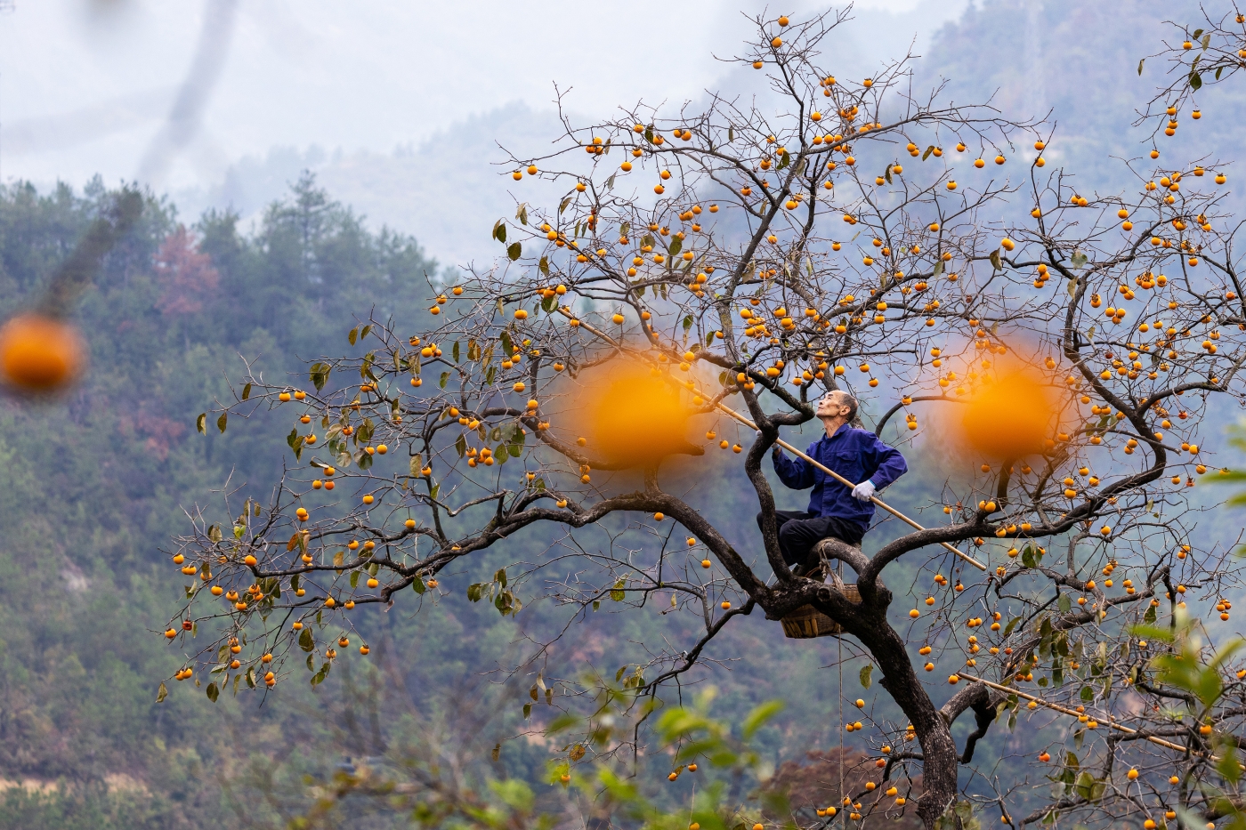 黄雁飞《诗画采柿图》 黄雁飞《诗画采柿图》