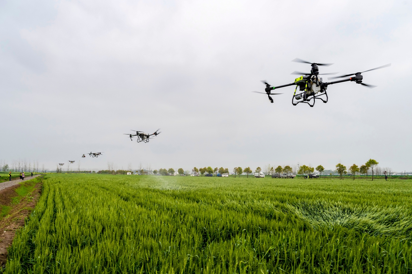 刘春迎《无人机防治小麦赤霉病》 刘春迎《无人机防治小麦赤霉病》