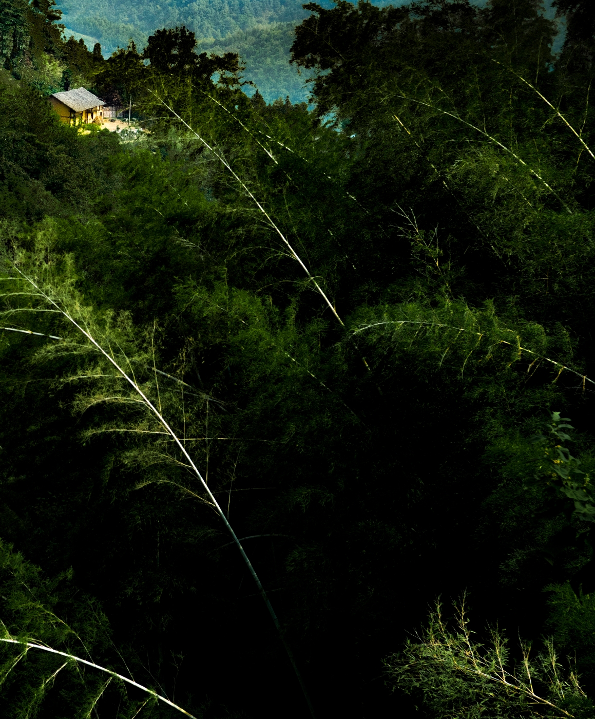 王晓丽《千竿向古居》 王晓丽《千竿向古居》