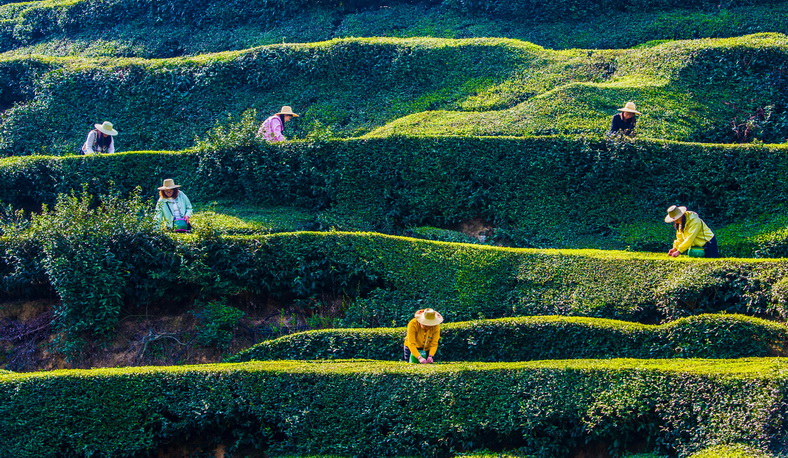 赵广亮《云雾昇香 绿意盎然》 赵广亮《云雾昇香 绿意盎然》