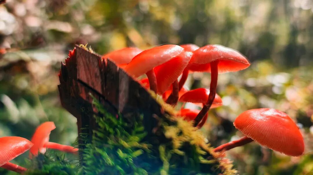 《林间私语》 朱万群 摄.jpg