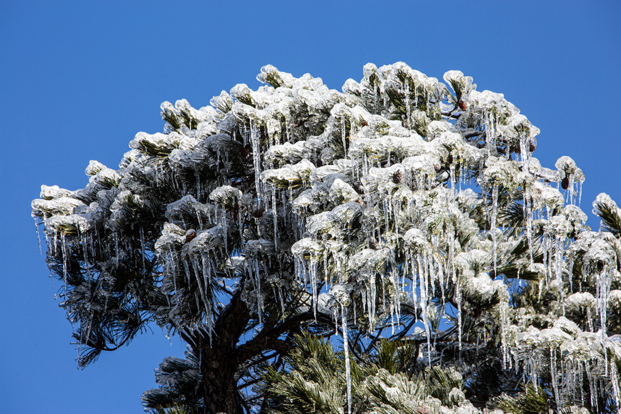 琼松垂玉挂碧霄    罗田县天堂寨景区