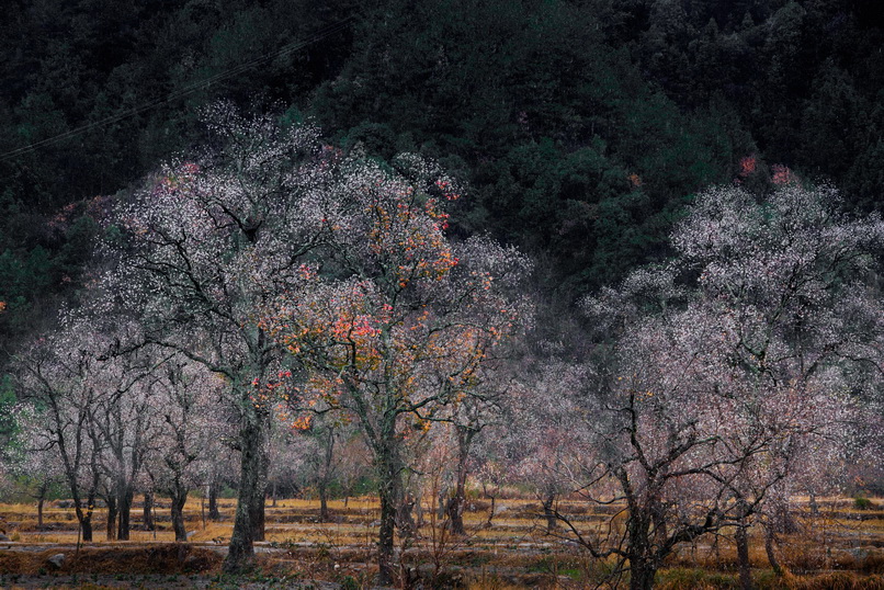 乌红桕白秋意浓   罗田县九资河镇圣人堂村