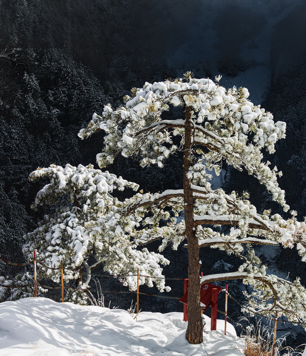 玉树临风   罗田县天堂寨景区