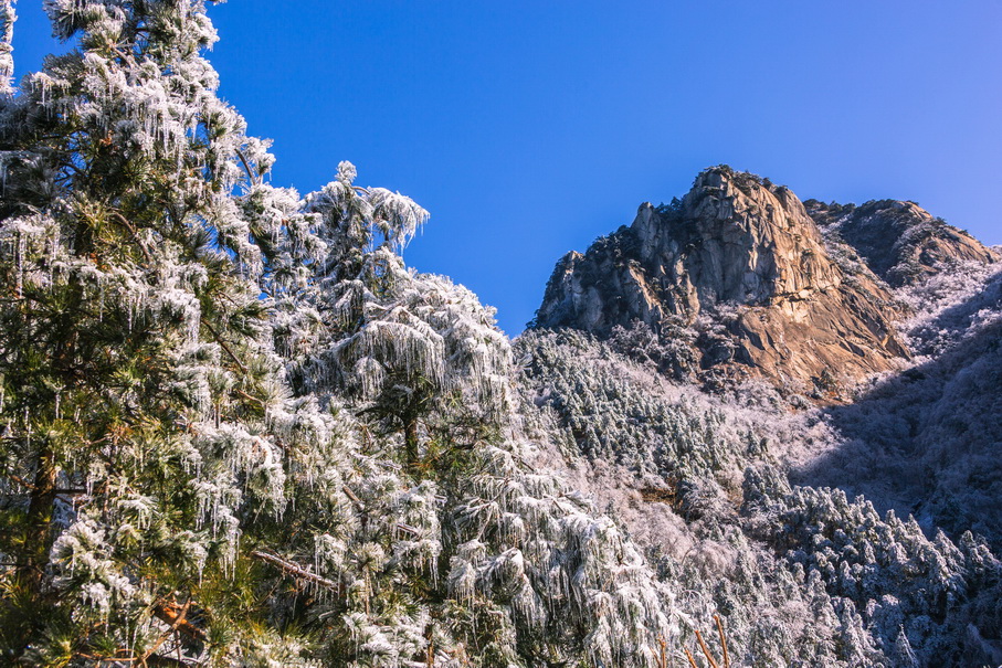 玉松凝雪向青峰    罗田县天堂寨景区